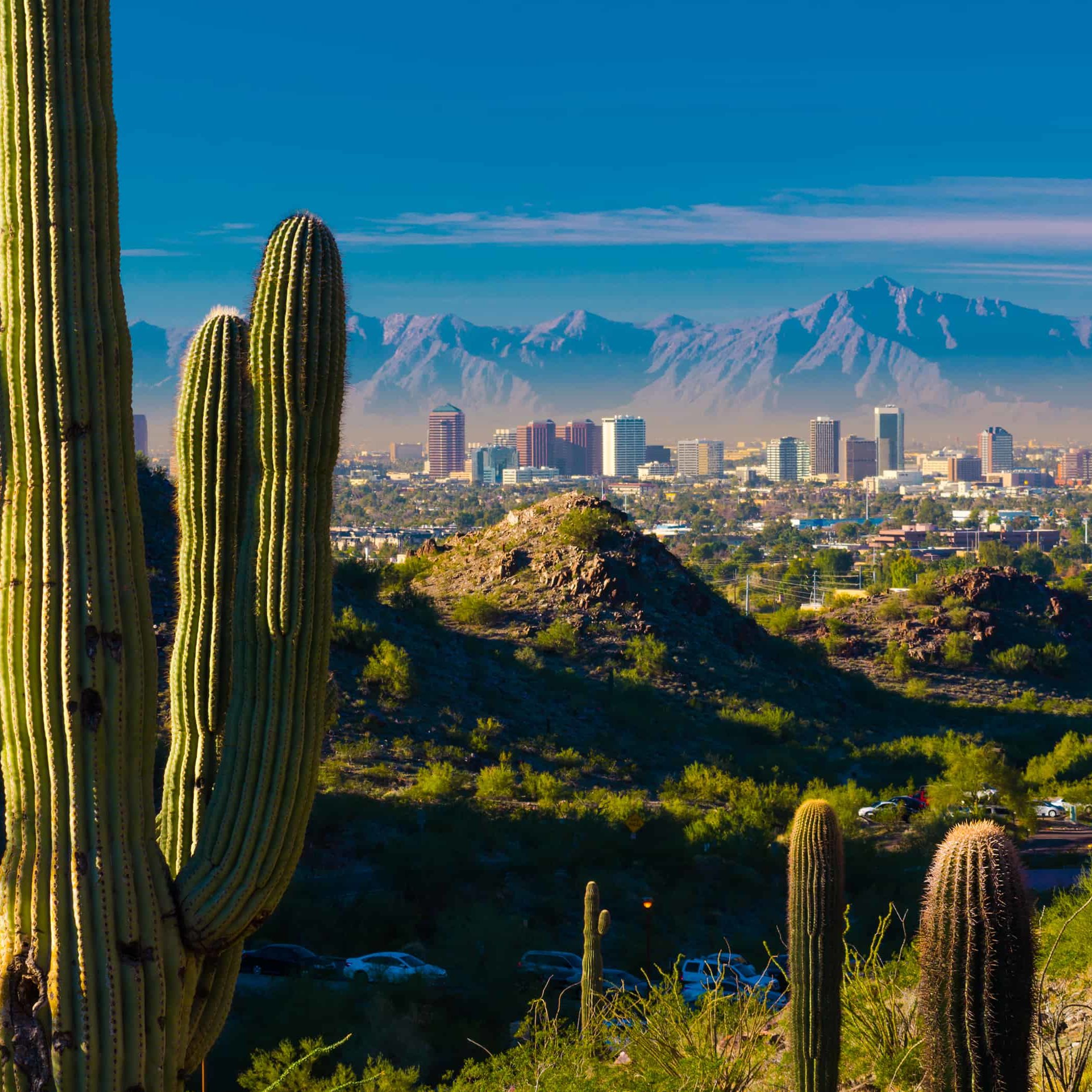 Phoenix skyline and cactuses Midtown Phoenix skyline with several cacti and desert hills in the foreground.